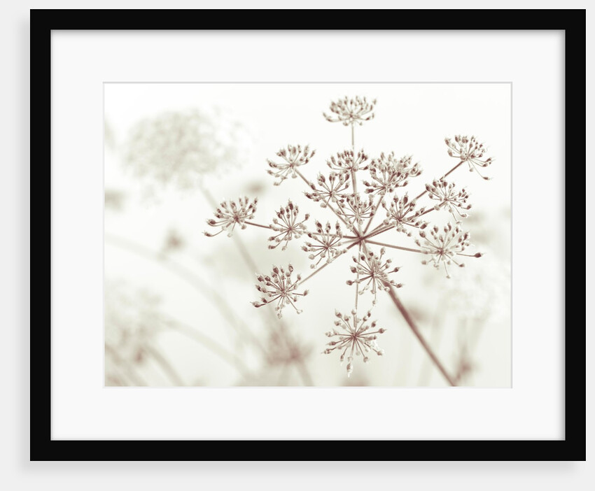 Cow parsley flower by Assaf Frank